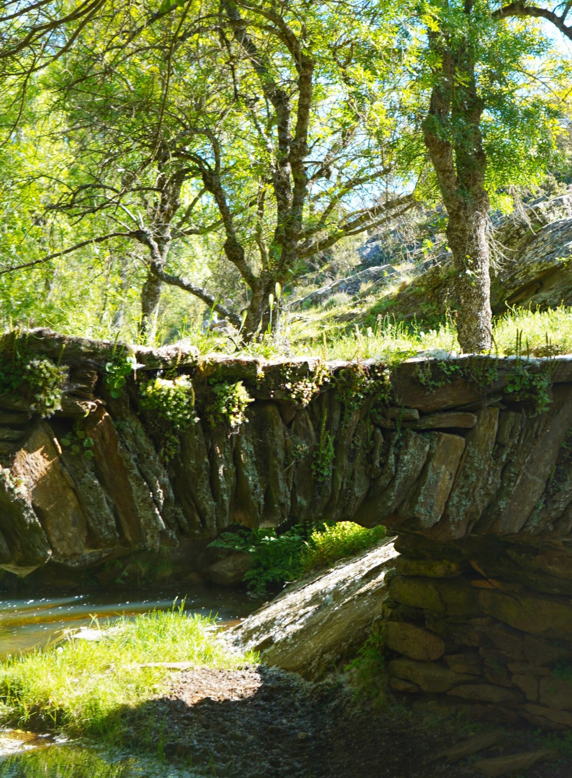 Trail Minero